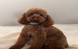 Miniature Poodle dogs for stud: Dark Red Miniature Poodle Stud Package Available in Southampton - Image 2