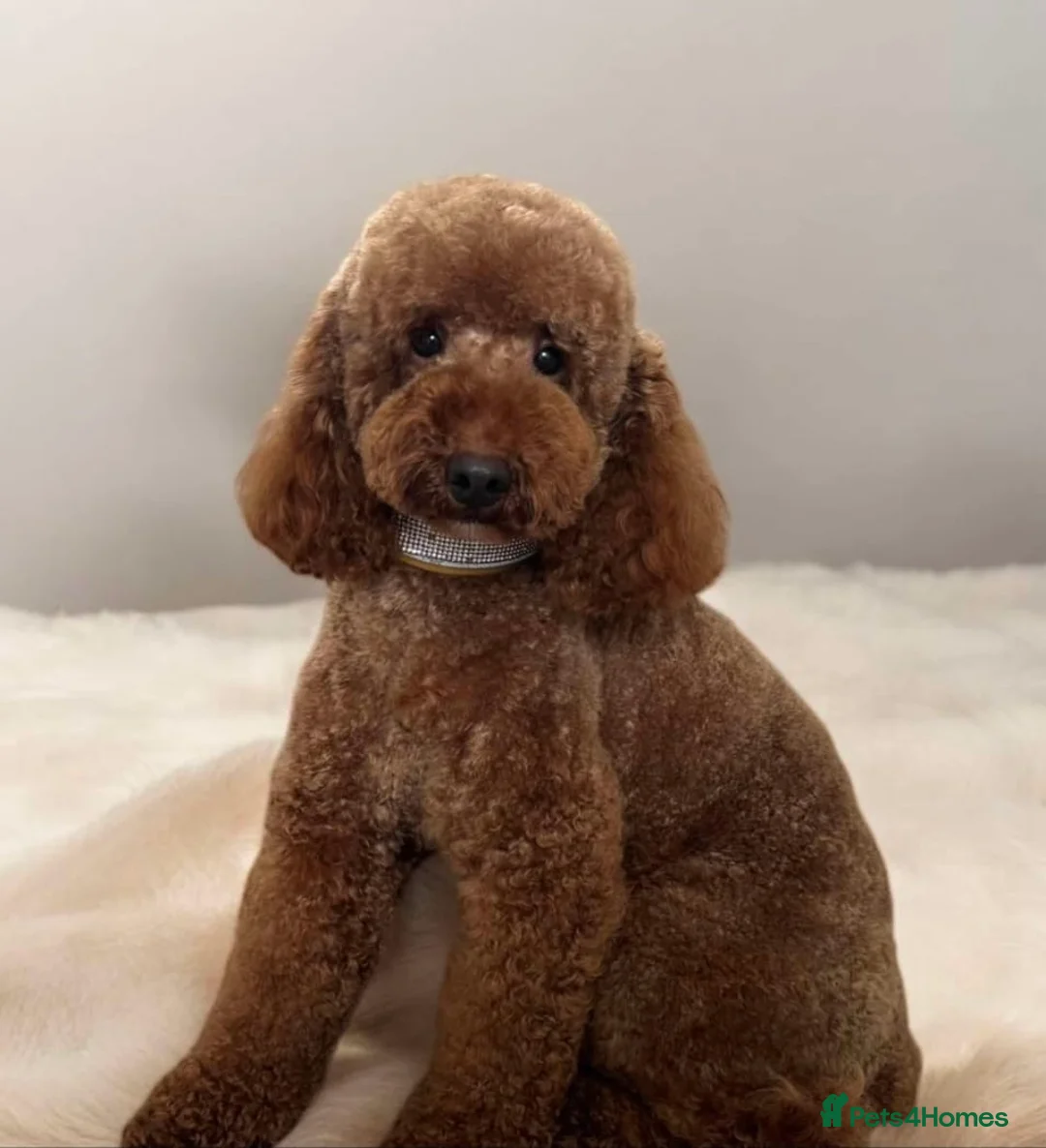Miniature Poodle dogs for stud: Dark Red Miniature Poodle Stud Package Available in Southampton - Advert 2