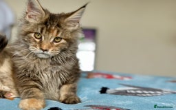 Maine Coon cats for sale: Beautiful Maine Coon Female - Advert 12