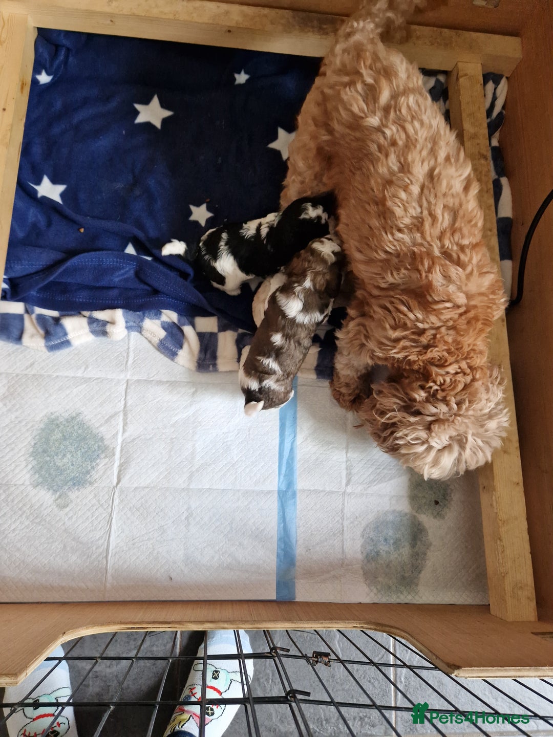 Cavapoo dogs for sale: Stunning Unique cavapoo litter  - Image 6
