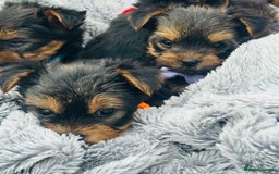 Yorkshire Terrier dogs for sale: Miniature Yorkshire terrier - Image 7