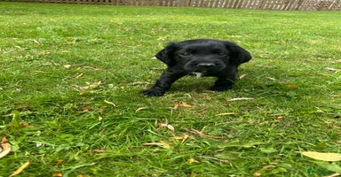 Cocker Spaniel dogs - Advert 14