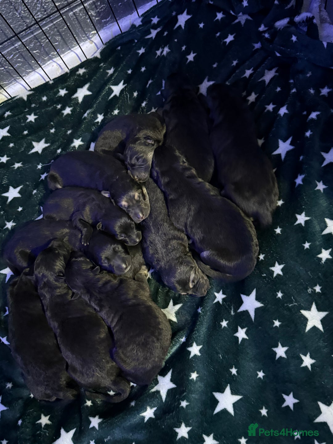 German Shepherd dogs for sale: German shepherd puppies  - Image 7