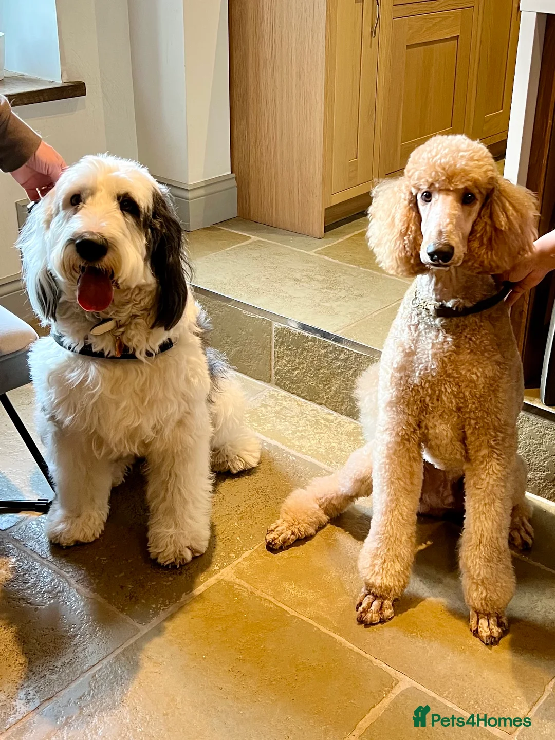 Labrador Retriever dogs for stud: DNA & Hip scored KC reg Standard Poodle for Stud in Welshpool - Advert 4