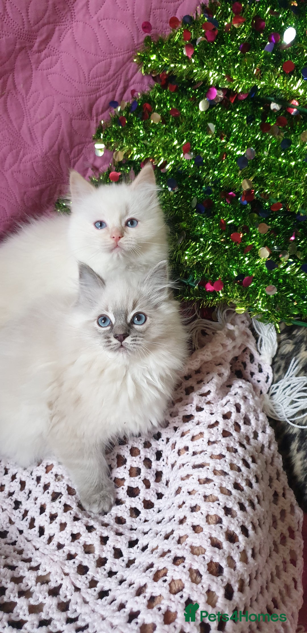 Ragdoll cats for sale: 💗Stunning GCCF registered Ragdoll Kittens. - Advert 5