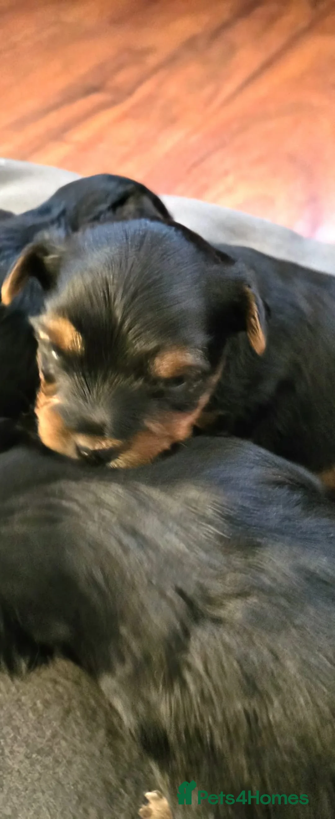 Yorkshire Terrier dogs for sale: ✨ Yorkshire Terrier Puppies – Ready 4th June ✨ in Manchester - Advert 2