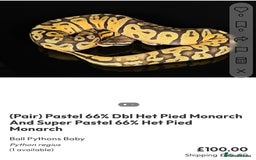 Python Snake reptiles for sale: Royal pythons  - Image 39