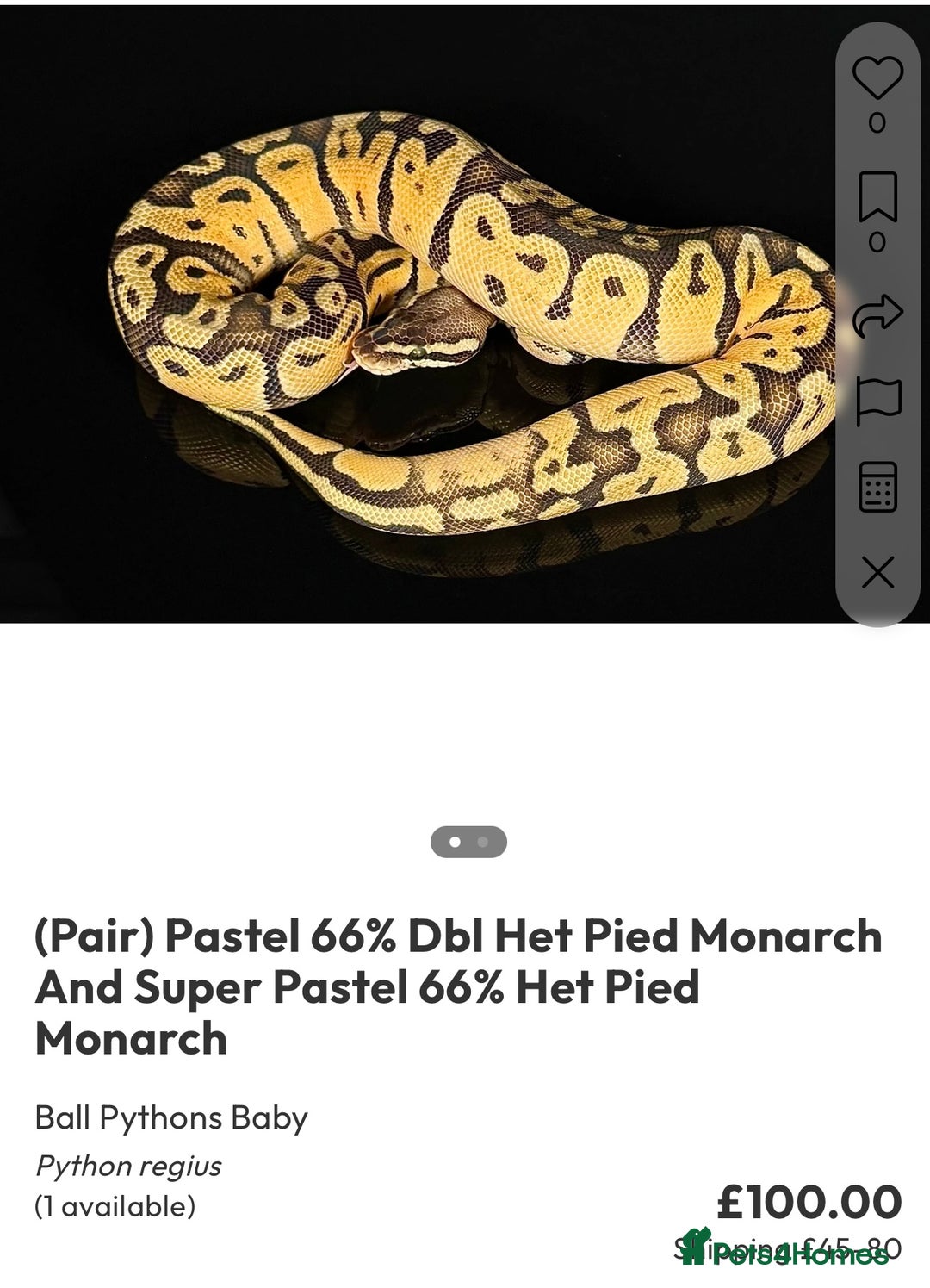 Python Snake reptiles for sale: Royal pythons  - Image 39