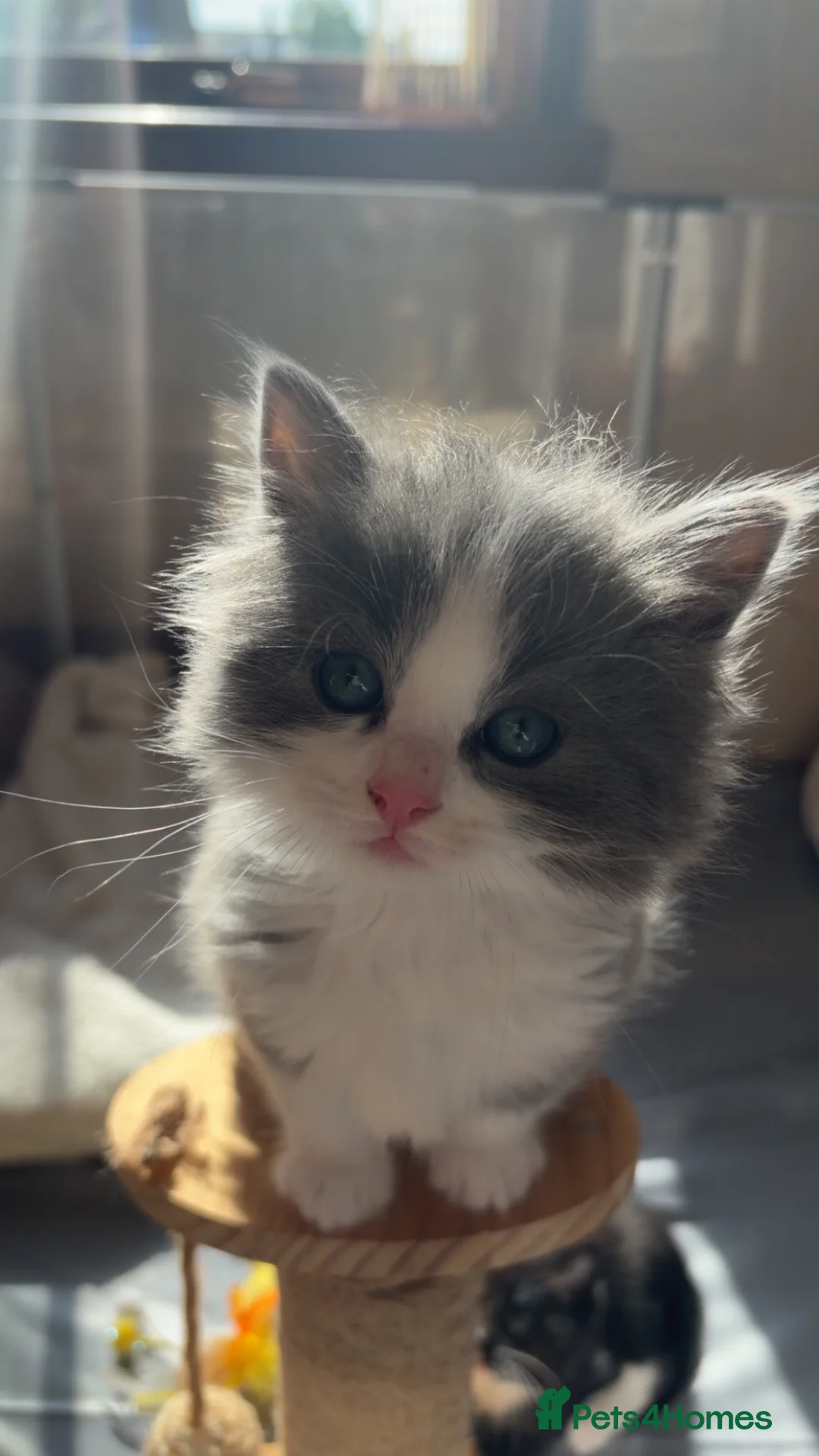 Ragdoll cats for sale: Beautiful litter of ragdolls - Advert 2