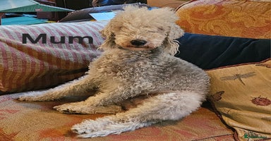 Mixed Breed dogs - Advert 1