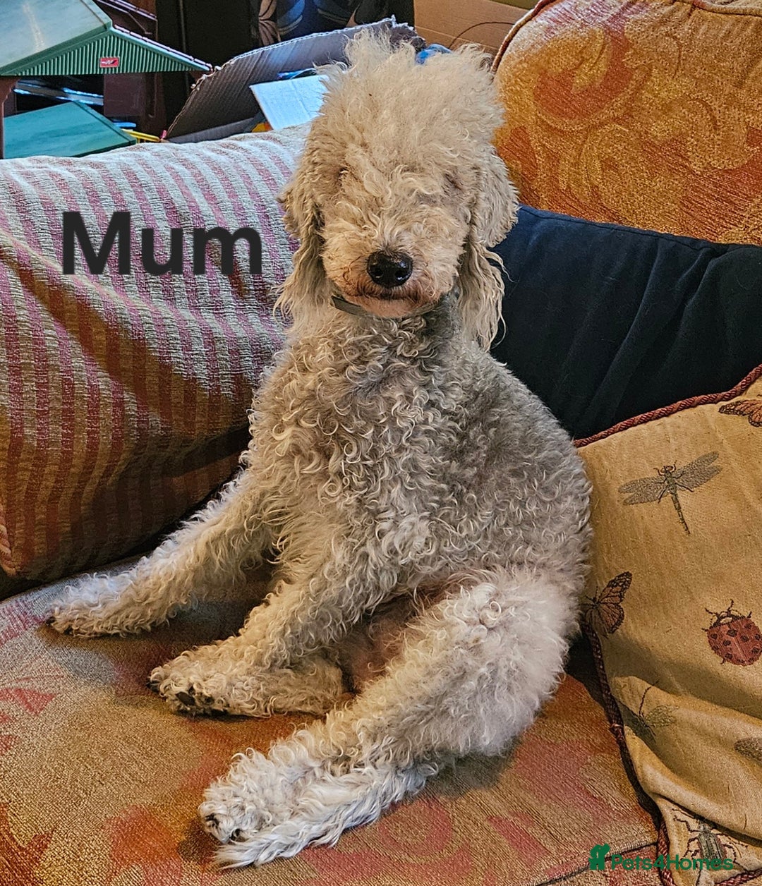 Mixed Breed dogs for sale: Bedlington x Poodle Puppies - Image 2