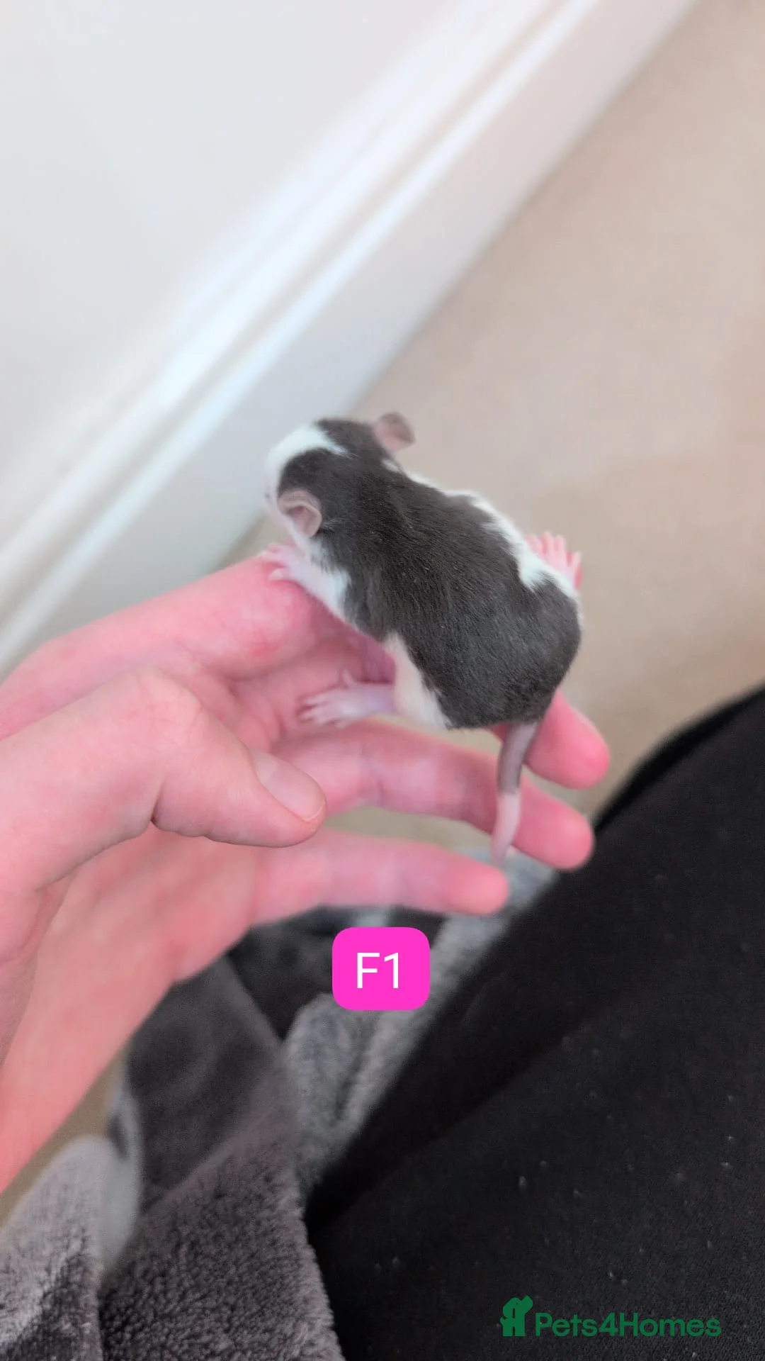 Rat rodents for sale: Lovely tame rats for sale (multiple varieties) in Derby - Advert 2