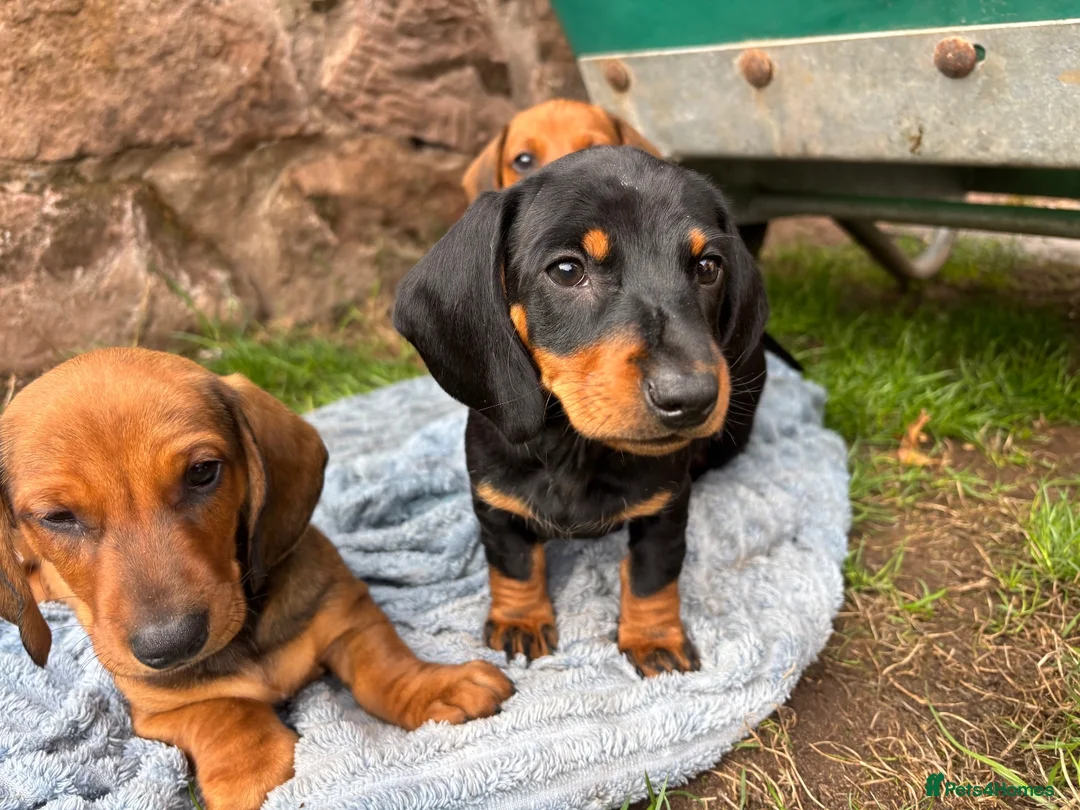 Dachshund dogs for sale: Stunning KC Registered Standard Dachshunds  - Advert 1