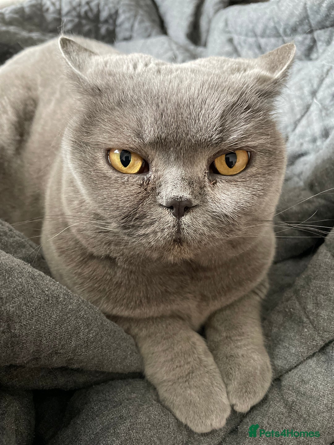 British Shorthair cats for sale: British Shorthair - Reluctant Sale - Advert 4
