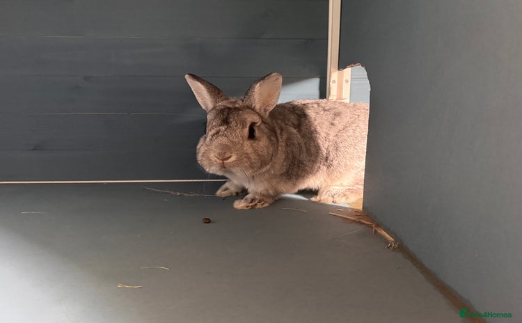 Netherland Dwarf rabbits - Advert 1