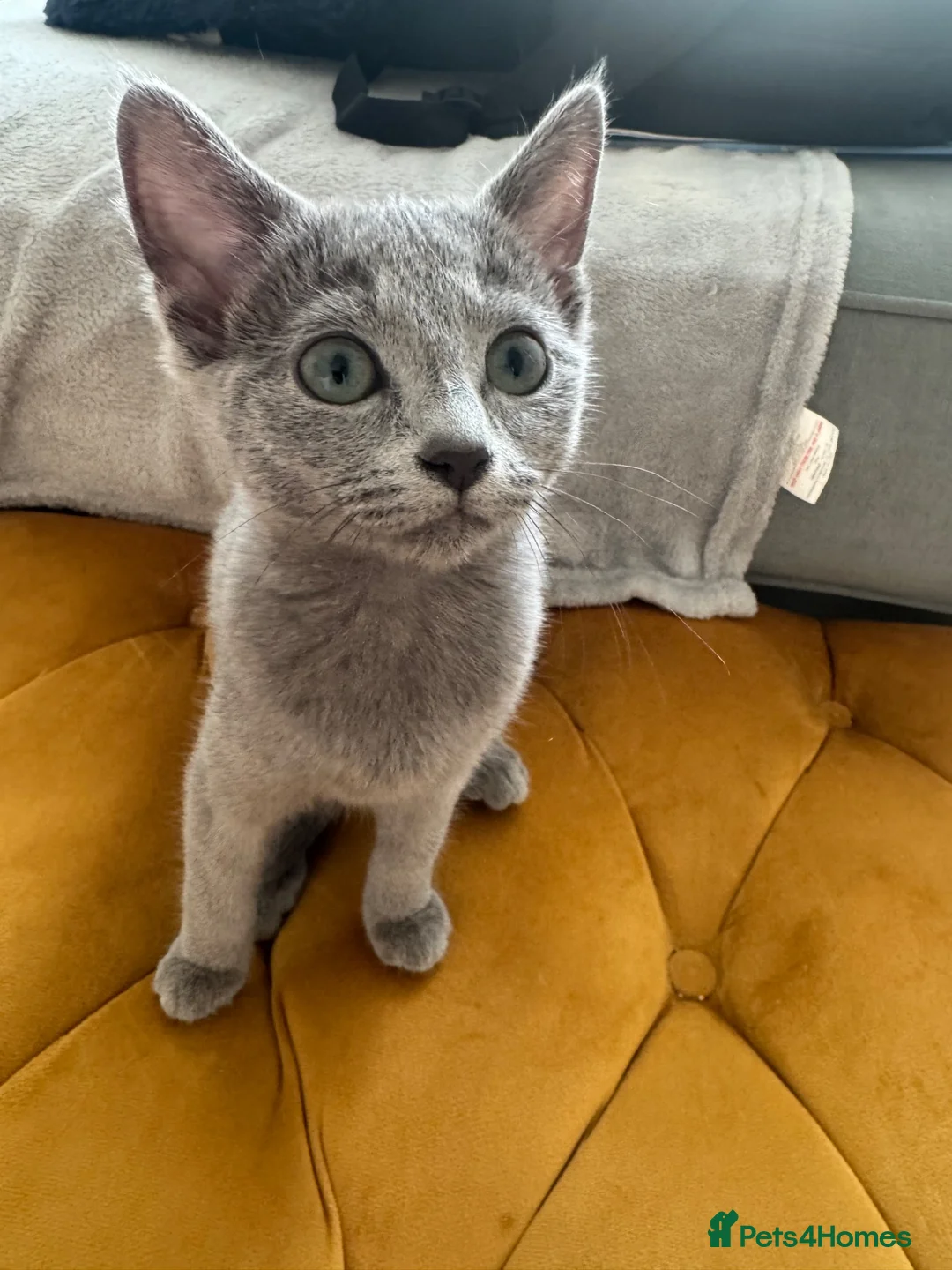 Russian Blue cats for sale: Pure Russian Blue Kittens - Advert 2