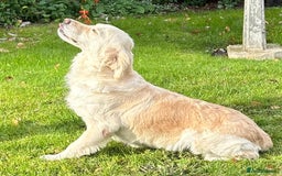 Golden Retriever dogs for sale: Beautiful, loving girl in Grantham - Advert 12