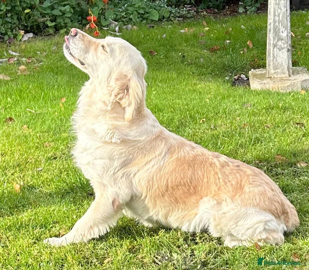 Golden Retriever dogs for sale: Beautiful, loving girl in Grantham - Advert 12