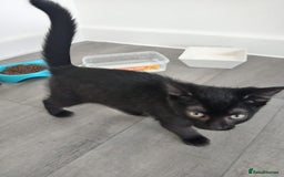 Mixed Breed cats for sale: Boots and blue  - Image 4