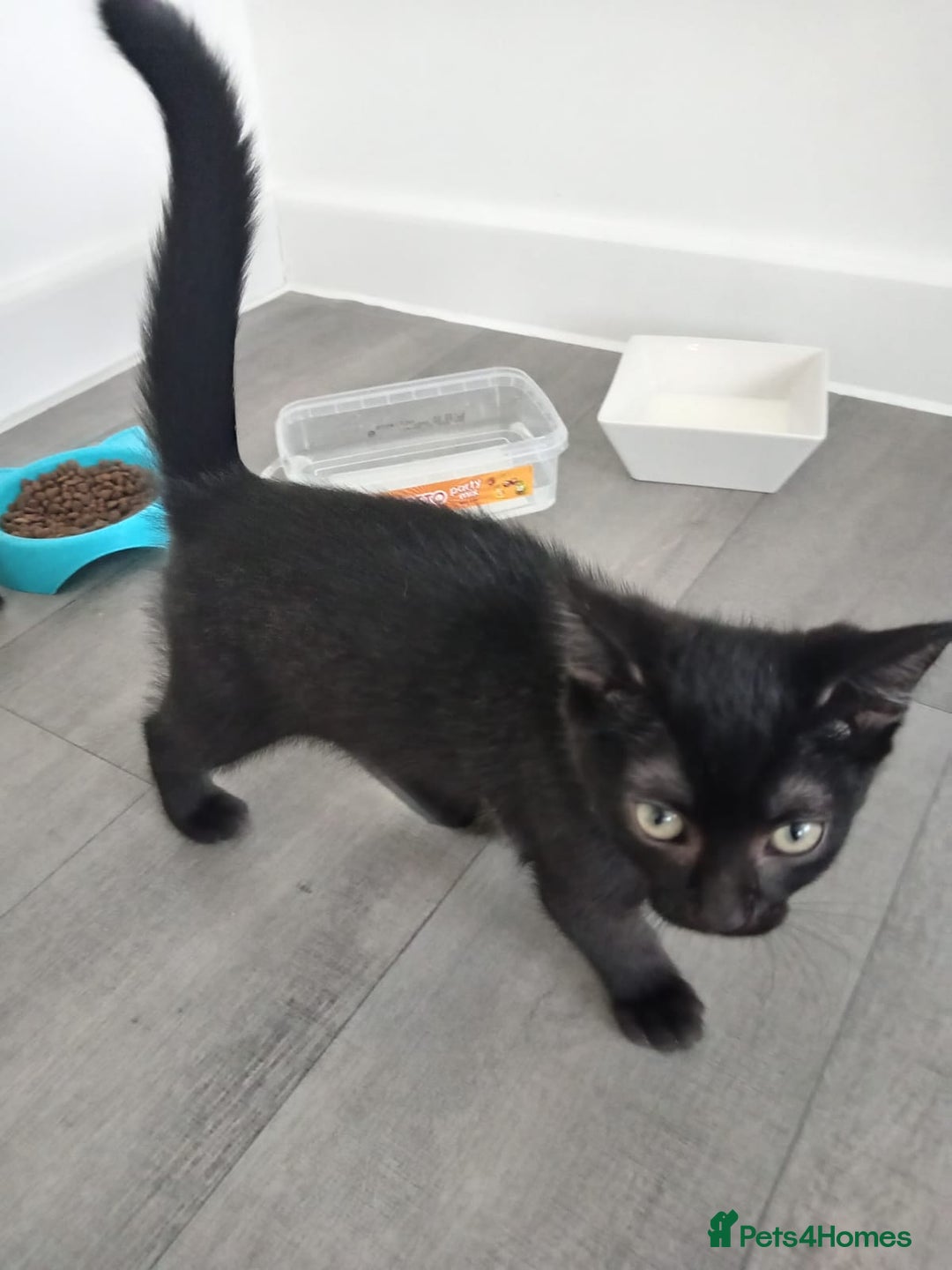 Mixed Breed cats for sale: Boots and blue  - Image 4