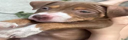 American Bully dogs for sale: American pocket bully  - Advert 16