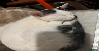 Mixed Breed cats - Advert 7