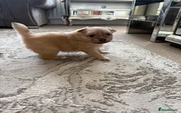 Pomeranian dogs for sale: Pomeranian puppies girl and boy  - Image 11