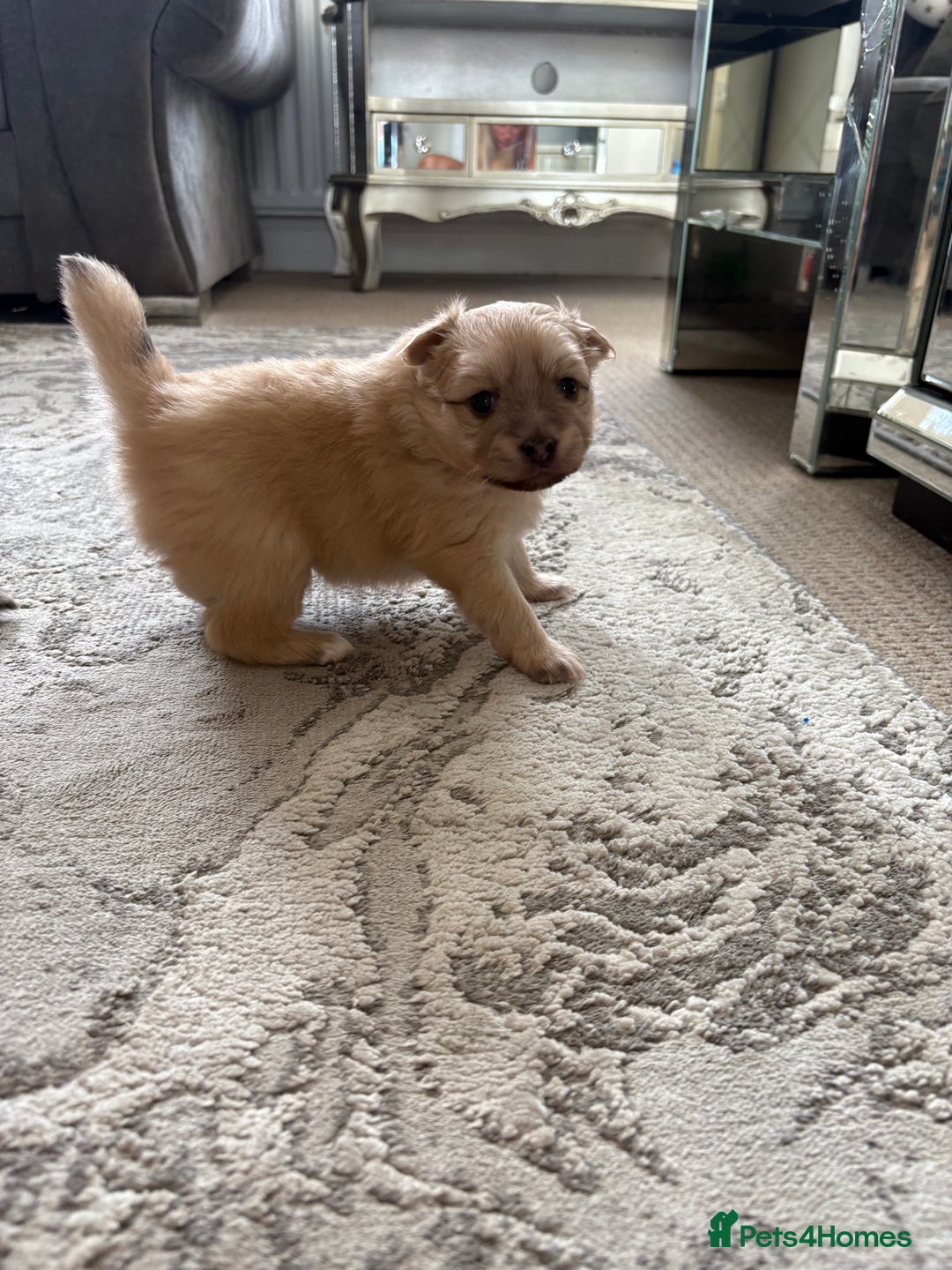 Pomeranian dogs for sale: Pomeranian puppies girl and boy  - Image 11