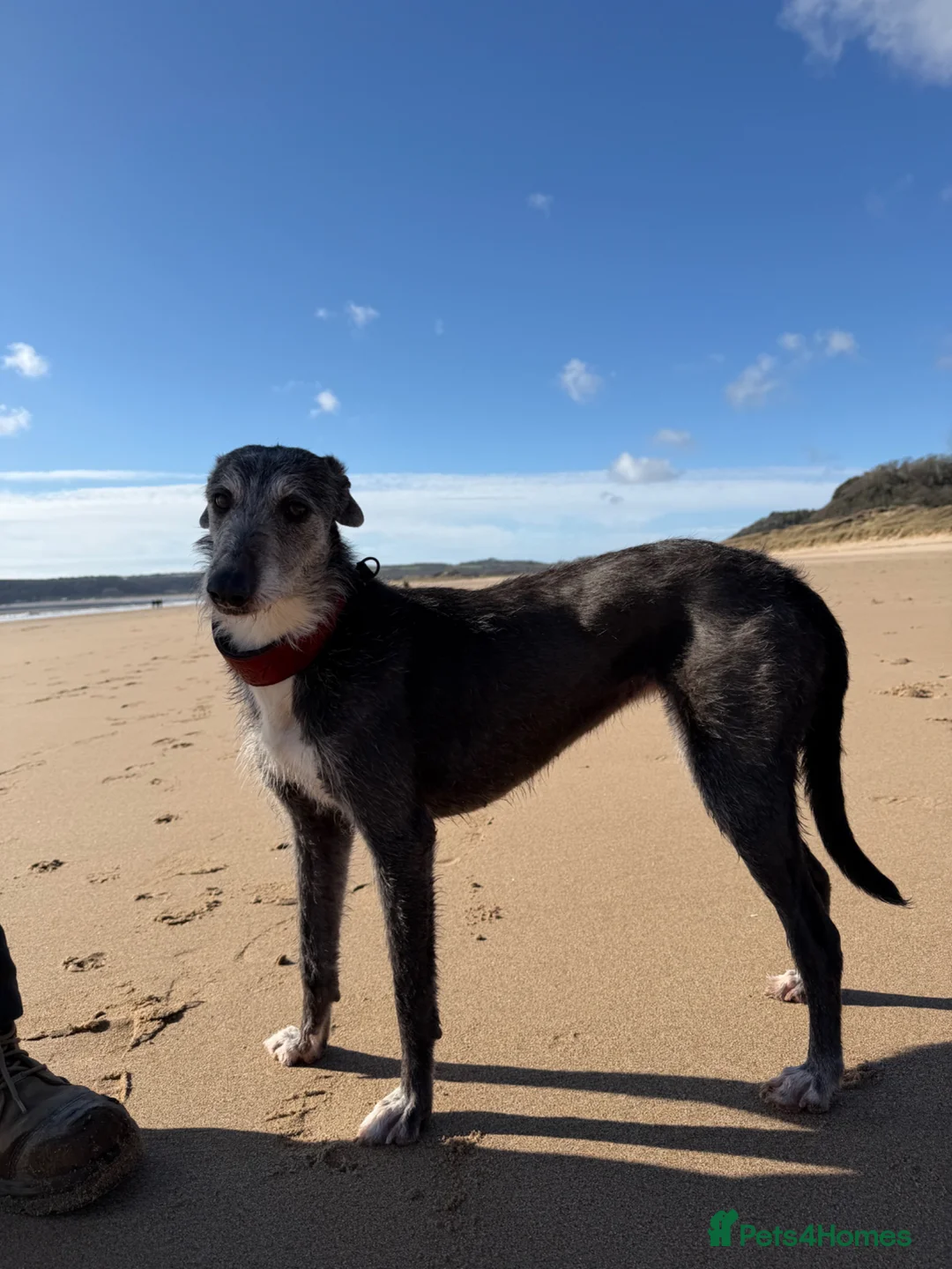 Mixed Breed dogs for sale: Pipper  in Swansea - Advert 2