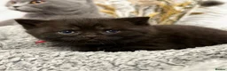 British Shorthair cats for sale: Beautiful Chocolate British Shorthair Kittens 🤎🐾 in Sutton-in-Ashfield - Advert 18