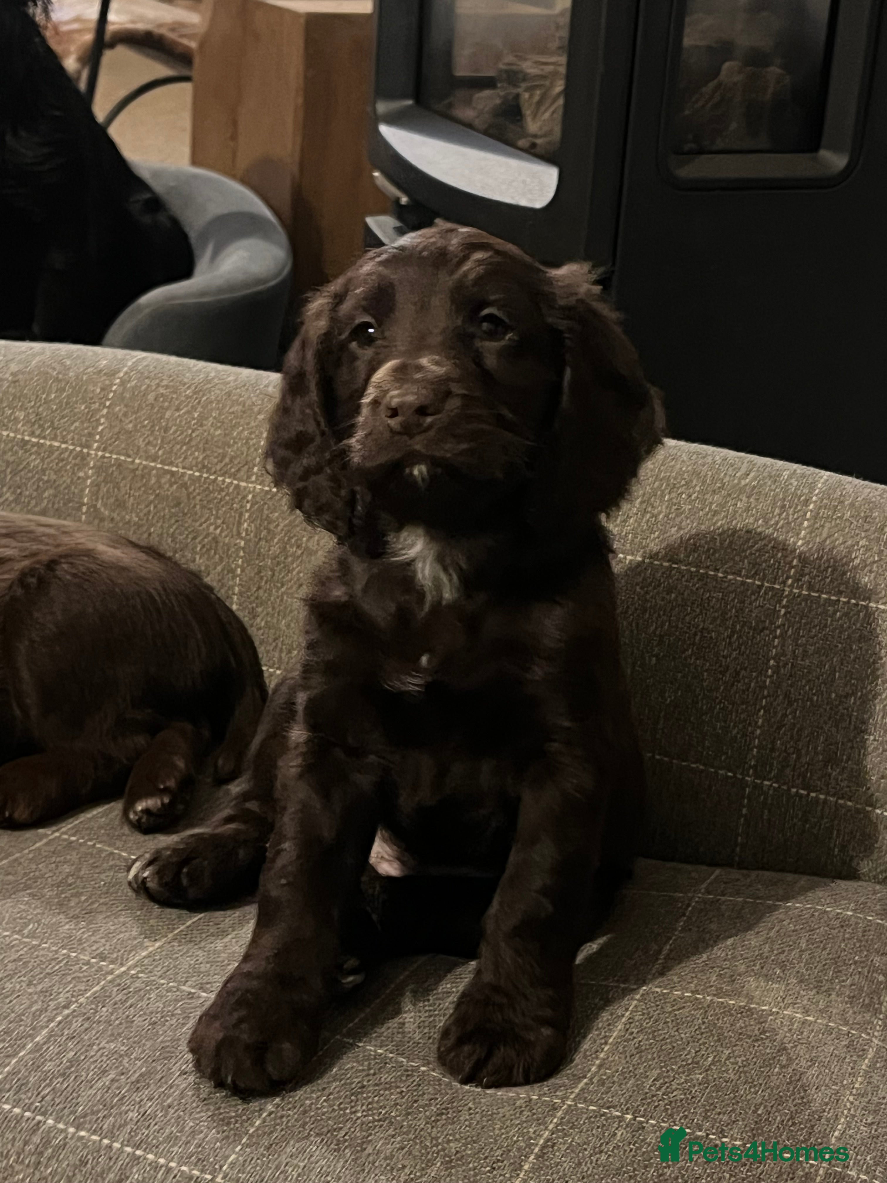 Cocker Spaniel dogs KC REGISTERED WORKING COCKER SPANIEL PUPPIES - Advert 2