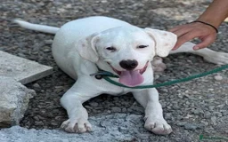 Mixed Breed dogs for adoption: Aspen (deaf but determined!) - Image 9