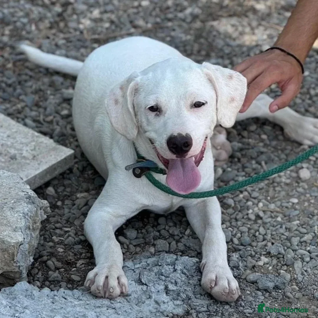 Mixed Breed dogs for adoption: Aspen (deaf but determined!) - Image 9