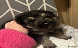 German Shepherd dogs for sale: German Shepard puppies.  - Image 6