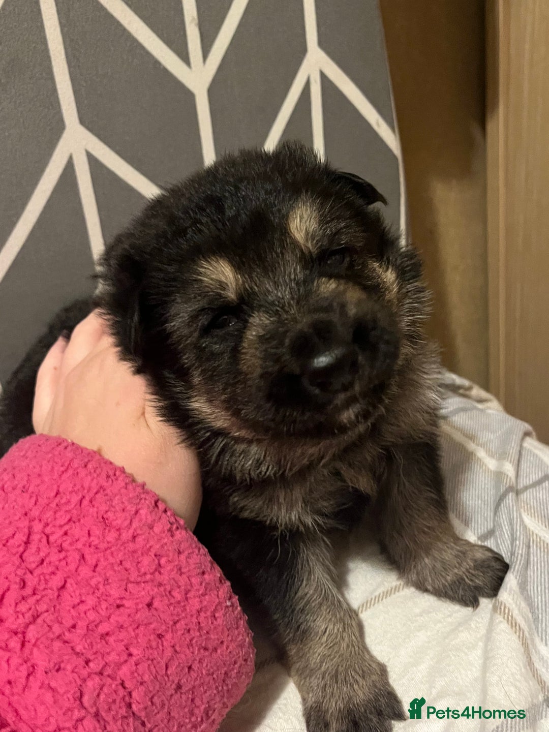 German Shepherd dogs for sale: German Shepard puppies.  - Image 6