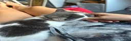 Mixed Breed cats for sale: Grey n white kitten  in Pontypridd - Advert 4