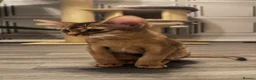 Abyssinian cats for sale: Champion line  - Advert 5