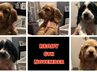 Cocker Spaniel dogs - Advert 17