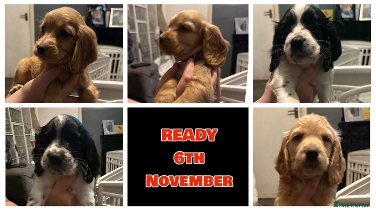 Cocker Spaniel dogs - Advert 3