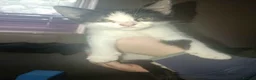 Mixed Breed cats for sale: female kitten - Advert 2