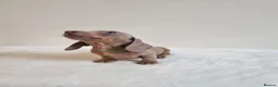 Miniature Dachshund dogs for sale: Beautiful Miniature Dachshund Puppies  - Advert 20