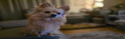 Pomchi dogs for sale: 🐶18month old Rare Blonde Tiny Pomchi 🥰 - Advert 7