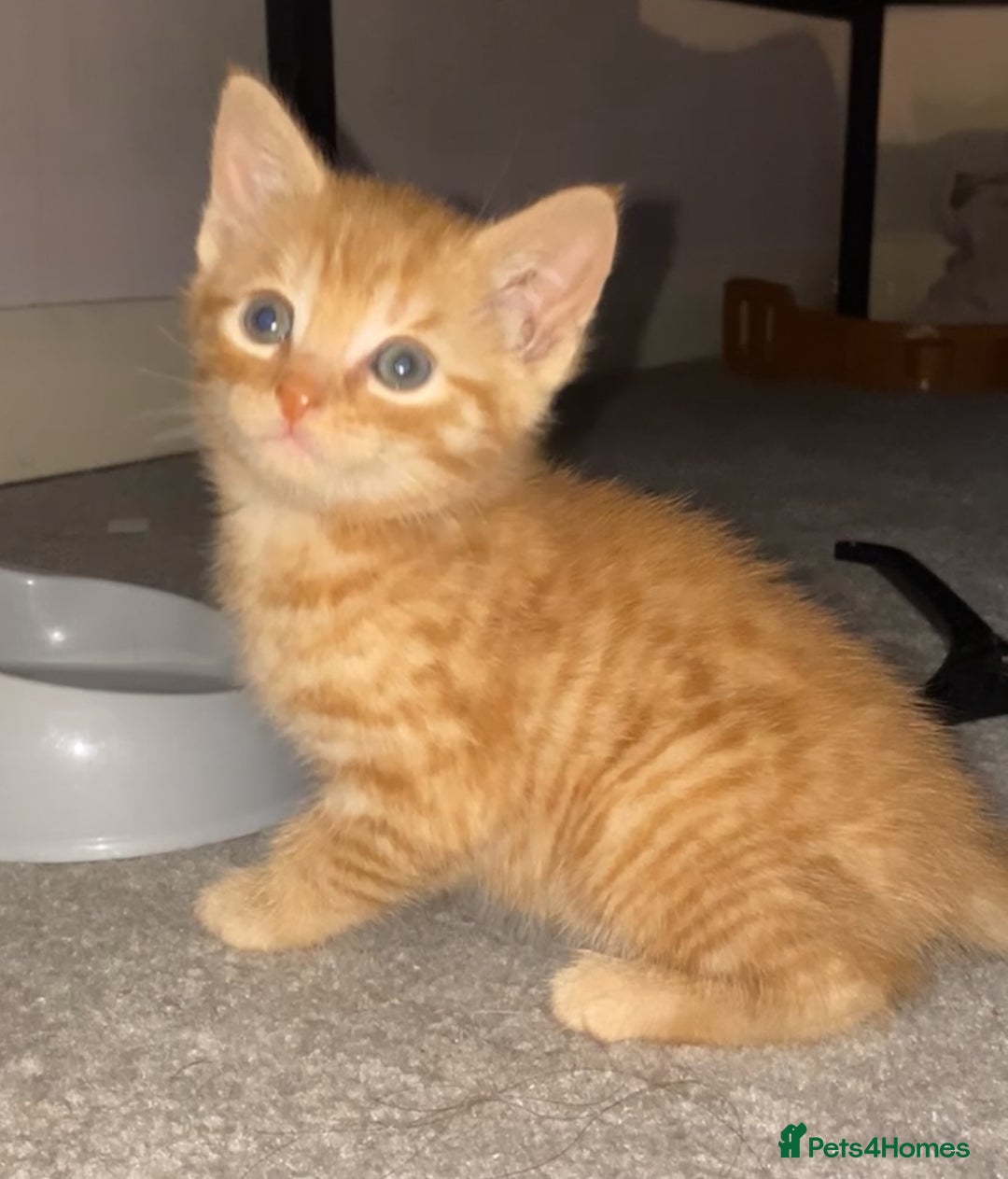 Mixed Breed cats for sale: Beautiful kittens for sale! - Advert 4