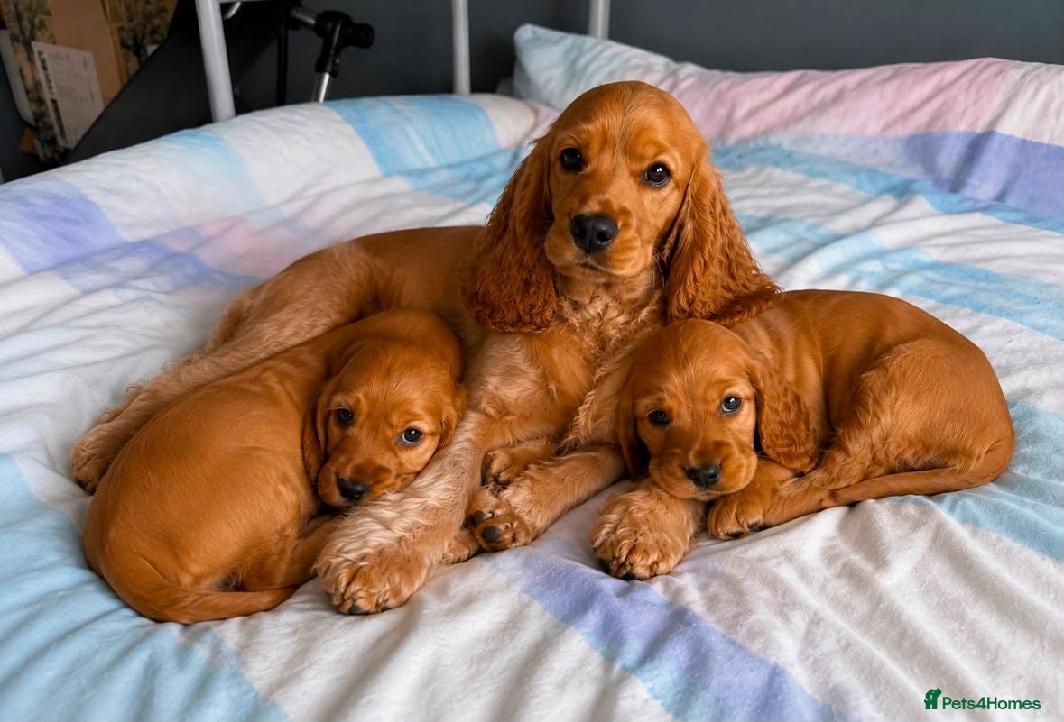 Cocker Spaniel dogs Cocker spaniel puppies - Advert 2