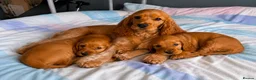 Cocker Spaniel dogs for sale: Cocker spaniel puppies in London - Advert 1