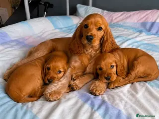 Cocker Spaniel dogs Cocker spaniel puppies - Advert 1