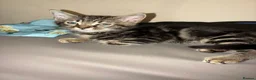 Mixed Breed cats for sale: Tabby kittens - Advert 3
