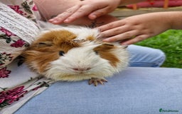 Guinea Pig rodents for sale: Dad and 2 sons - Image 5