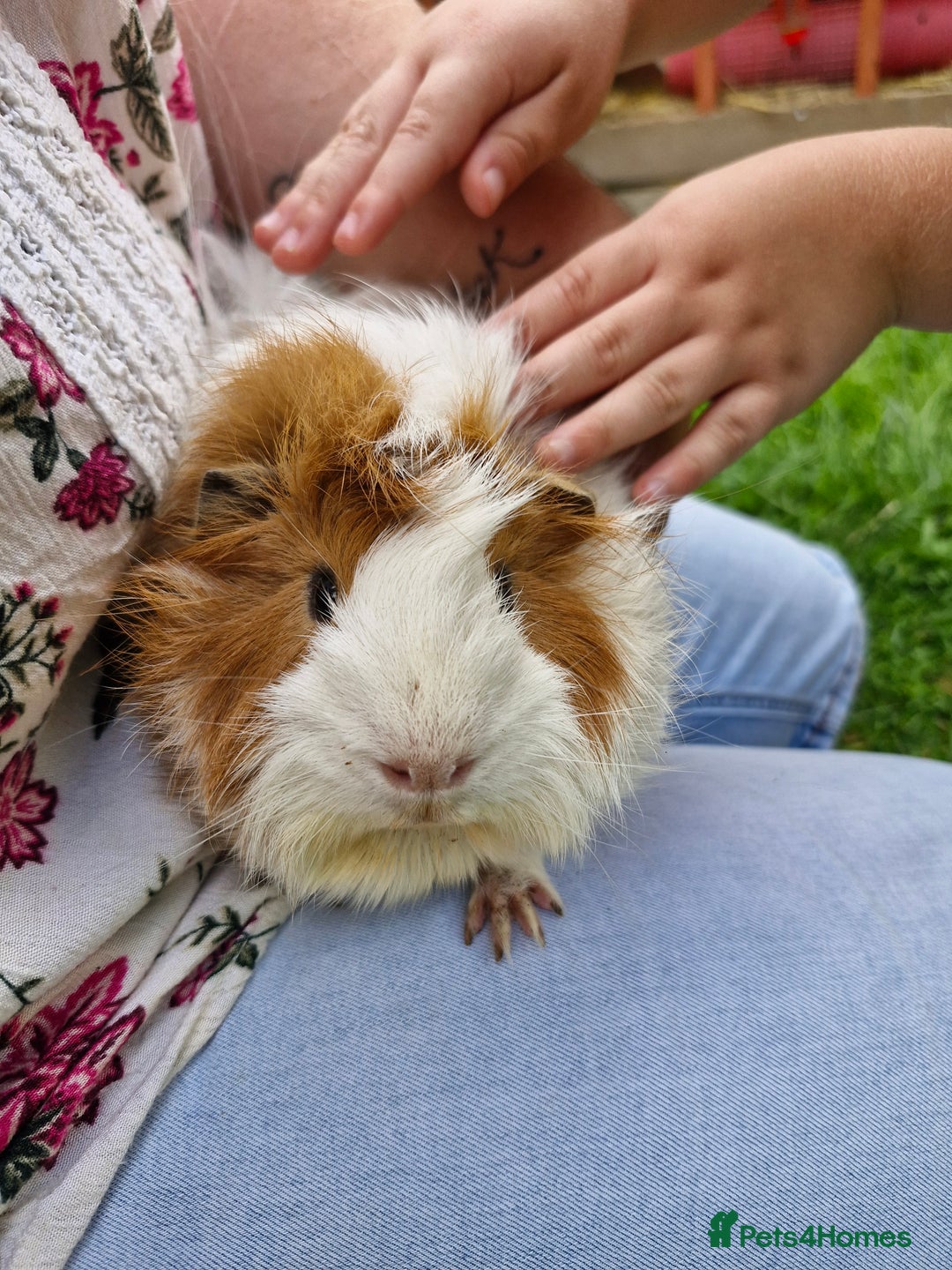 Guinea Pig rodents for sale: Dad and 2 sons - Image 5