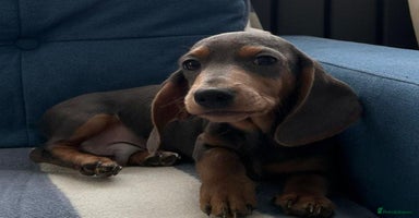 Miniature Dachshund dogs - Advert 4